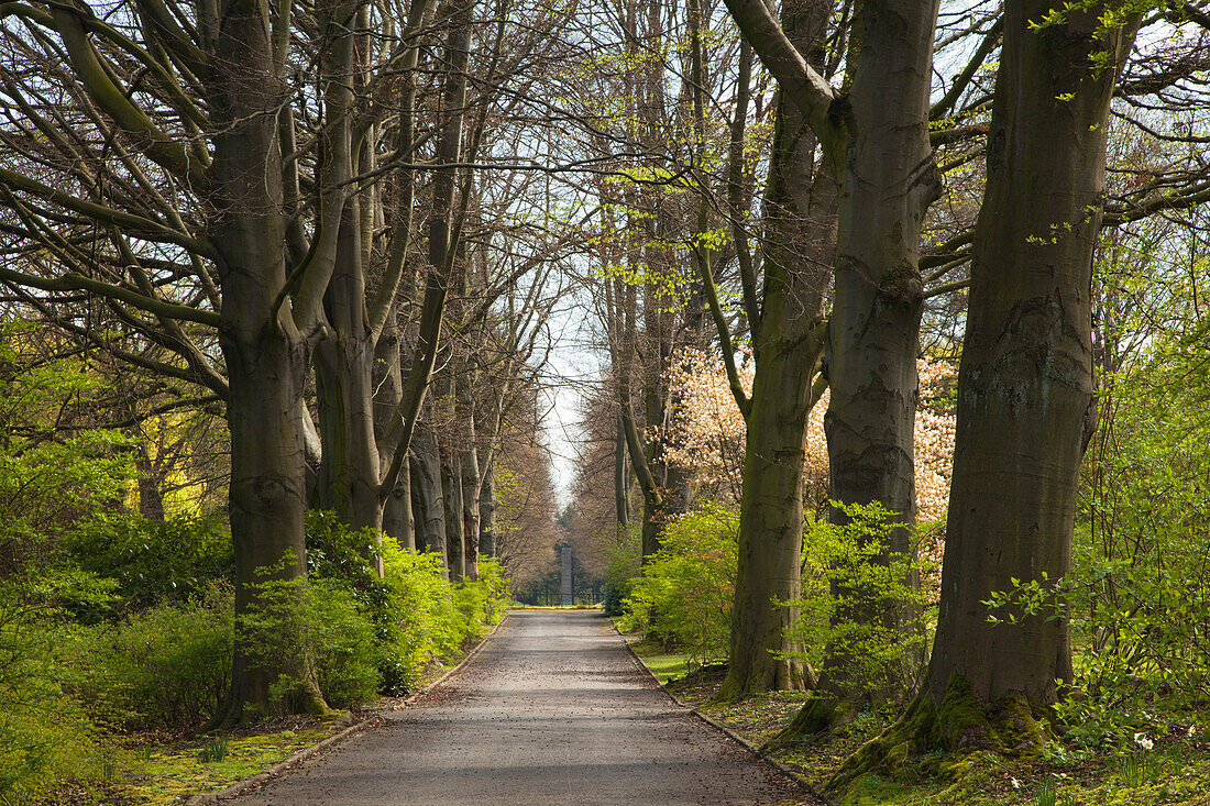 Allee of beech trees, Dortmund, North Rhine-Westphalia, Germany