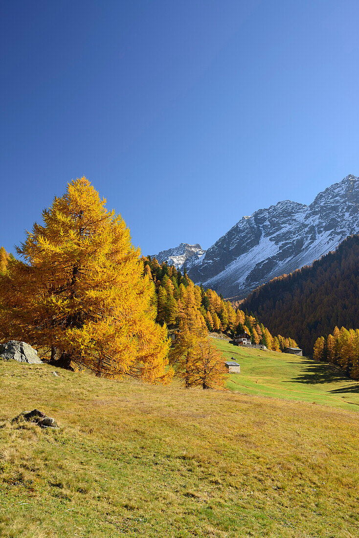 Herbstlich verfärbte Lärchen vor verschneiten Bergen, Val da Cam, Puschlav, Livignoalpen, Graubünden, Schweiz