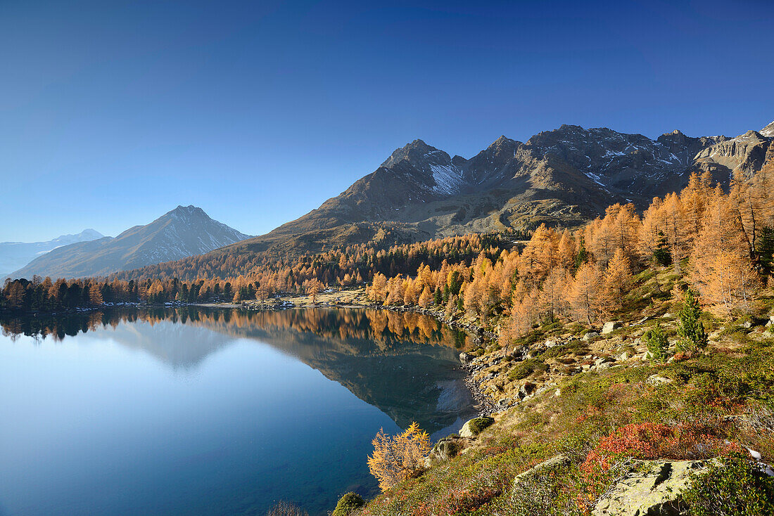 Larch trees in autumn colors and mountains reflecting in a mountain lake, Lake Val Viola, Val da Cam, Val Poschiavo, Livigno Range, Grisons, Switzerland