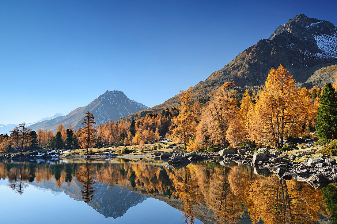 Herbstlich verfärbte Lärchen und Berge spiegeln sich in Bergsee, Lago di Val Viola, Val da Cam, Puschlav, Livignoalpen, Graubünden, Schweiz