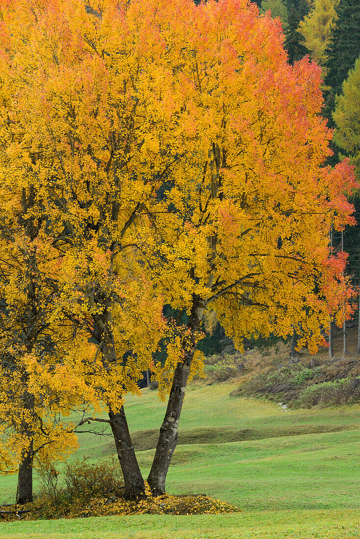 Aspen trees in autumn colors, Lower Engadin, Engadin, Grisons, Switzerland