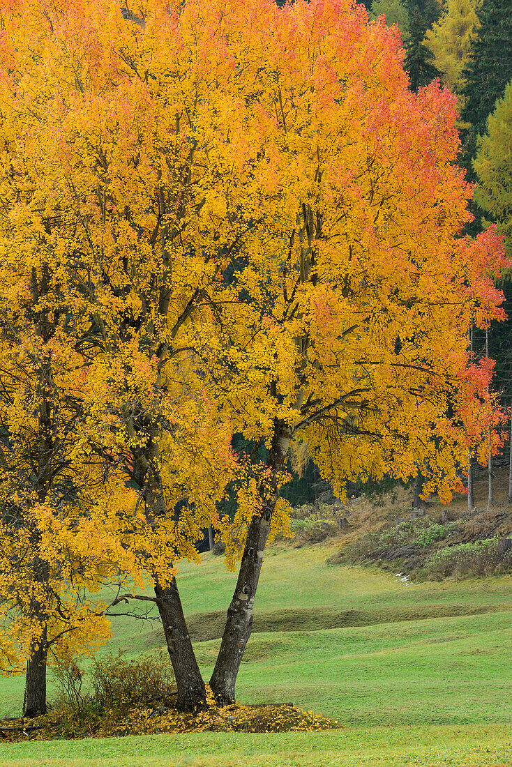 Herbstlich verfärbte Espen, Unterengadin, Engadin, Graubünden, Schweiz