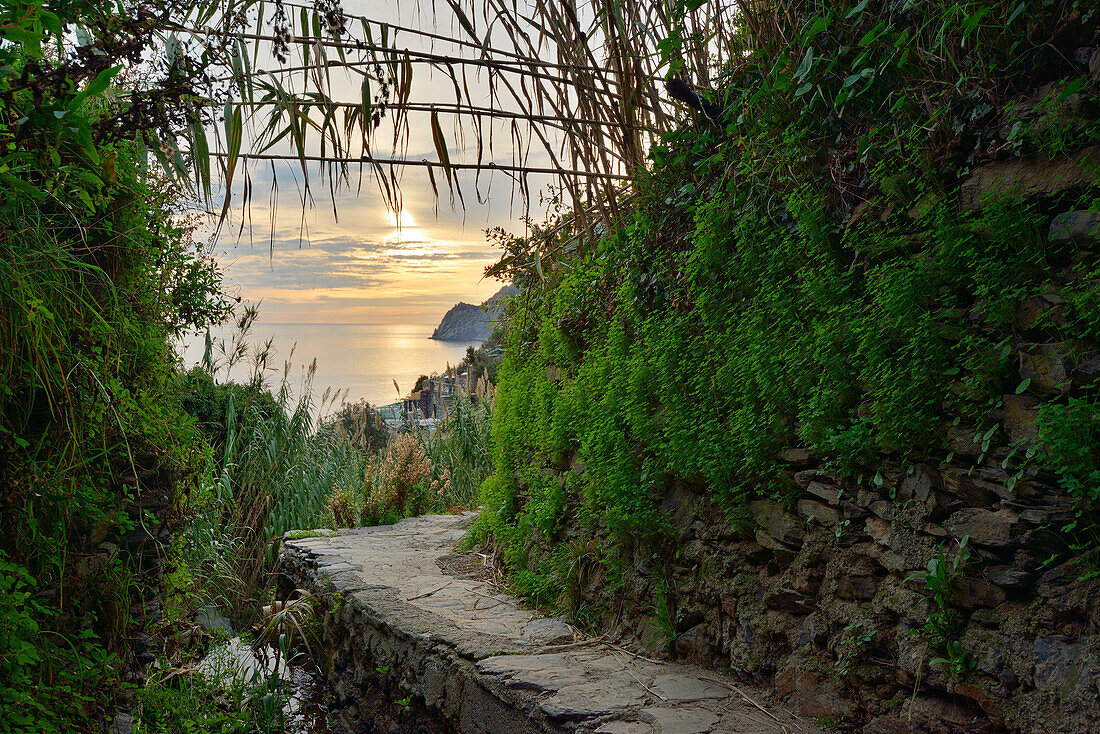 Weg führt an Trockenmauer entlang mit Blick aufs Meer, Cinque Terre, Nationalpark Cinque Terre, UNESCO Weltkulturerbe Cinque Terre, Ligurien, Italien