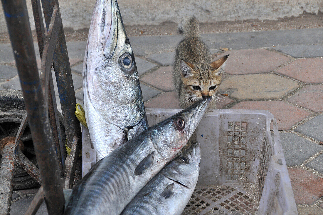 Kätzchen riecht Fisch im Korb, Tonsai Village, Ko Phi Phi, Andamanensee, Thailand, Asien