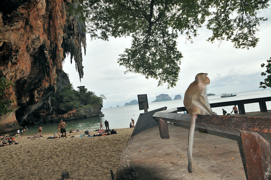 Makaken am Phra Nang Beach bei Krabi, Andamanensee, Thailand, Asien