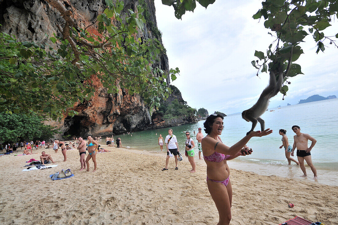 Makaken am Phra Nang Beach bei Krabi, Andamanensee, Thailand, Asien