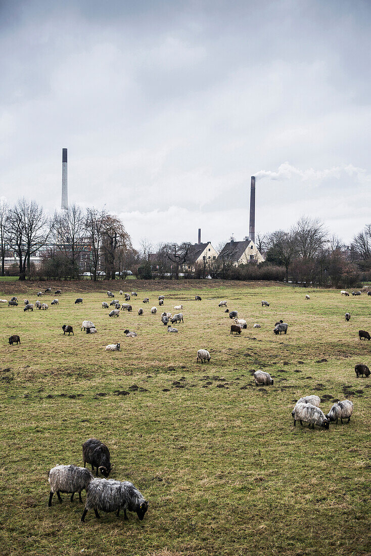 Schafe auf den Wisen. Winterlandschaft am Rhein bei Krefeld-Uerdingen, Nordrhein-Westfalen, Deutschland