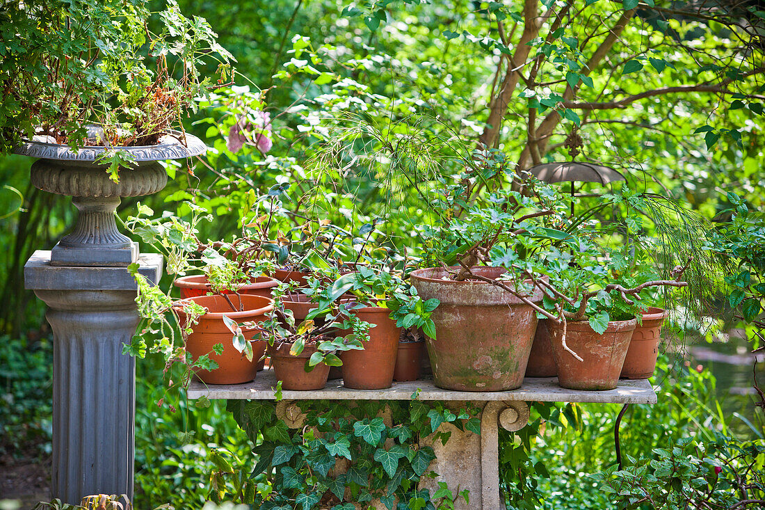 Scultpure with vase and flowerpots overgrown with ivy, Vienna, Austria