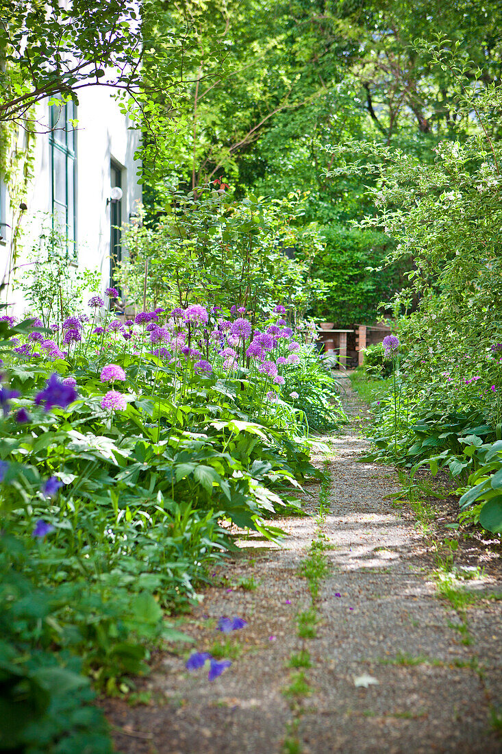 Weg mit blühendem Zierlauch zum Haus, Garten im Sommer, Wien, Österreich