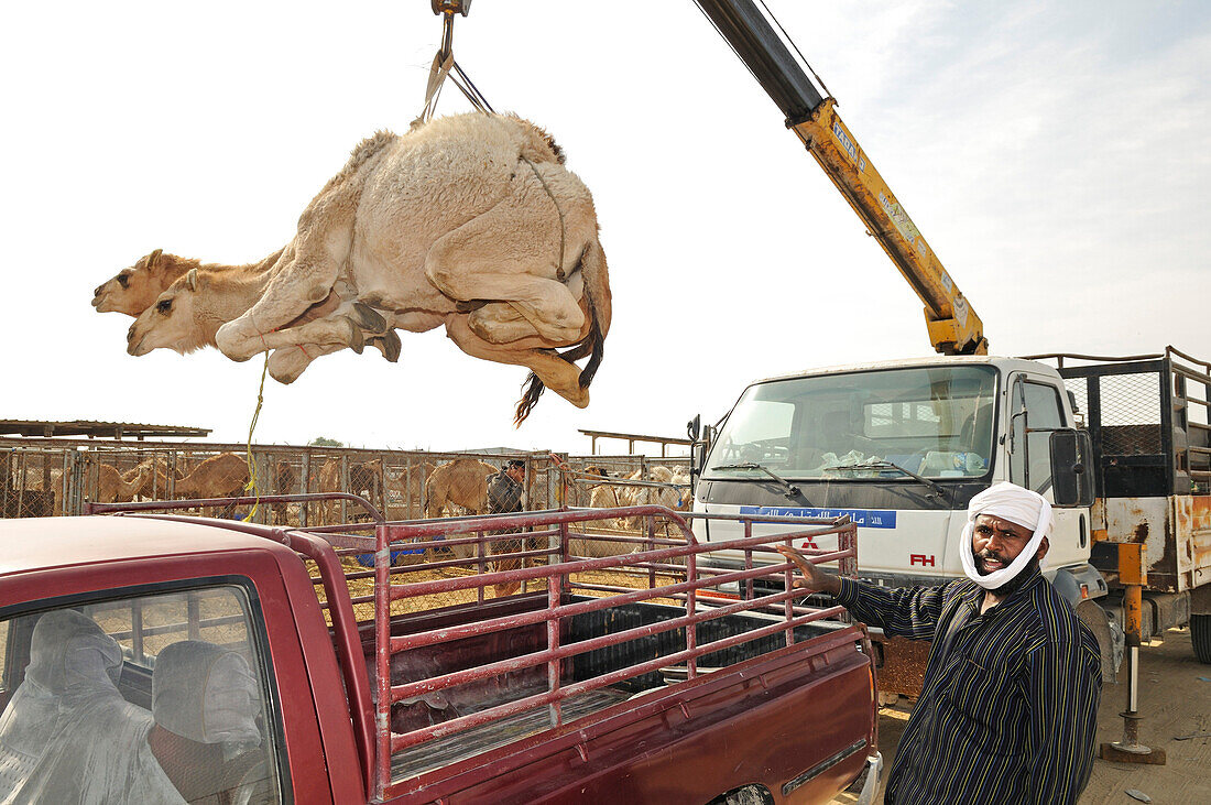 Kamele werden verladen, Animal Souk, Salwa Road, Doha, Qatar, Arabische Halbinsel