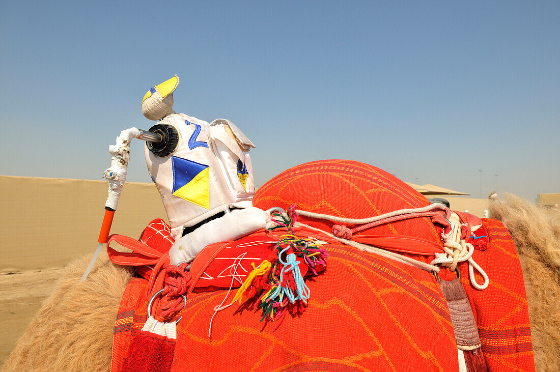 Rennkamel mit Jockey-Roboter, Al Sheehaniya, Camel Racing Track, Doha, Qatar, Arabische Halbinsel