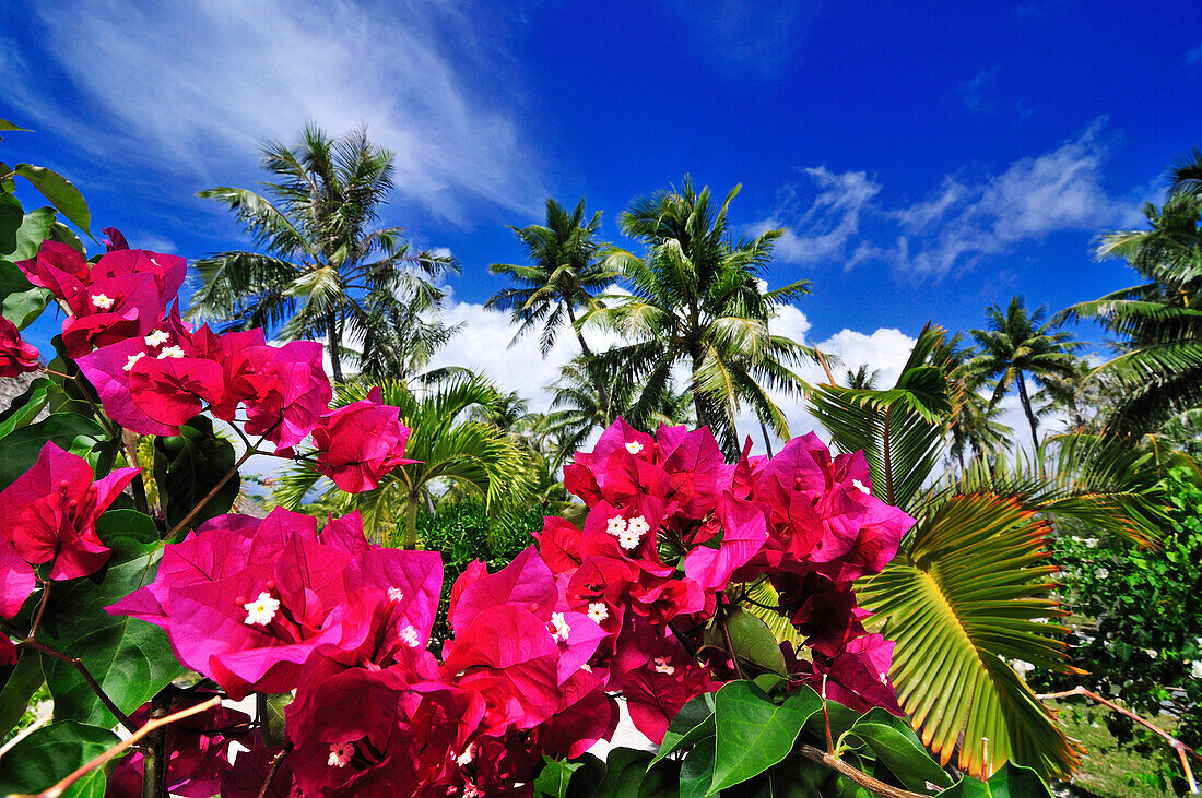 Blossoms and Palm trees, Saint Regis Bora Bora Resort, Bora Bora, Society Islands, French Polynesia, Windward Islands, South Pacific