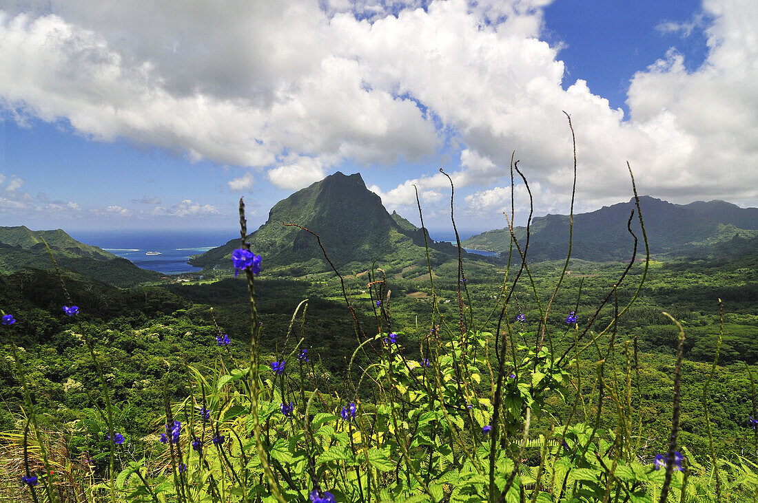 Blick vom Three Coconut Pass, Cook's Bay, Opunohu Bay, Moorea, Inseln unter dem Wind, Gesellschaftsinseln, Französch- Polynesien