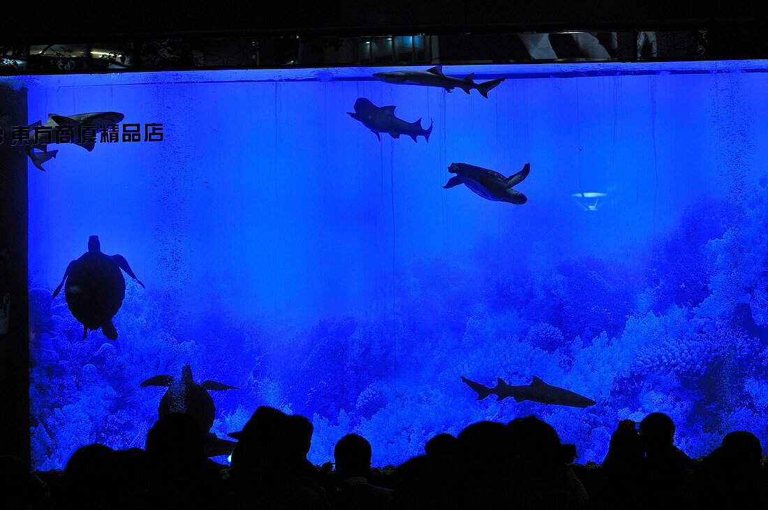 Giant saltwater aquarium with sharks and turtles, Nanjing Donglu Pedestrian zone, Shanghai, China