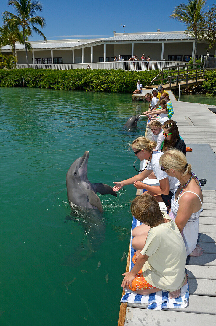 Tourists swimming and playing with dolphins, dolphin show, Hawks Cay Resort, Florida Keys, USA