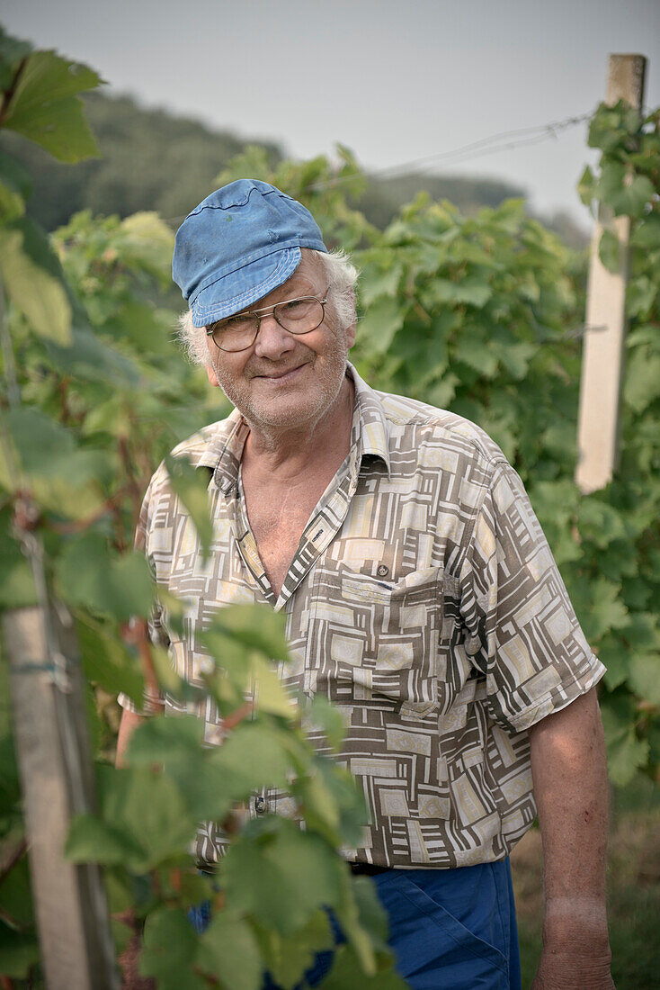 Alter lächelnder Mann zwischen Weinreben, Porträt während Weinlese, nahe Krsko, Dolenjska, Bela Krajina, Slowenien
