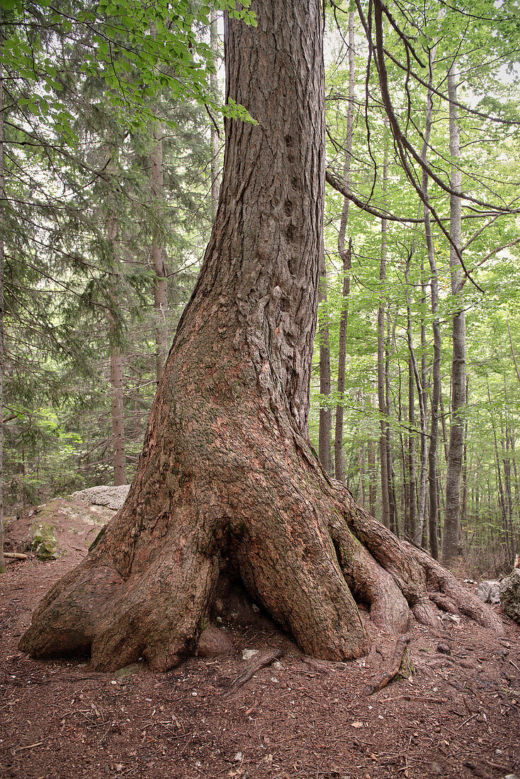 Sehr hoher Baum im Naturpark Logarska Dolina, Stajerska, Slowenien