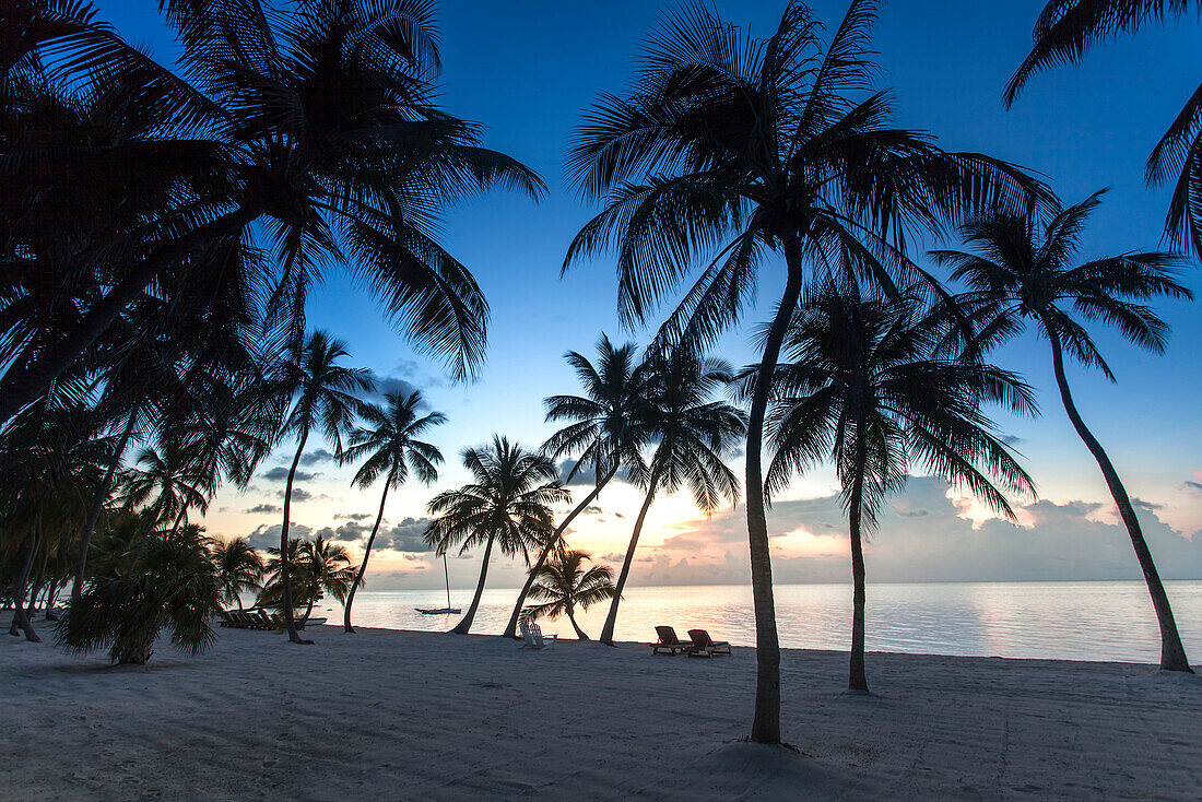 Strand mit Palmen bei Sonnenaufgang im The Moorings Village Resort, Islamorada, Florida Keys, Florida, USA