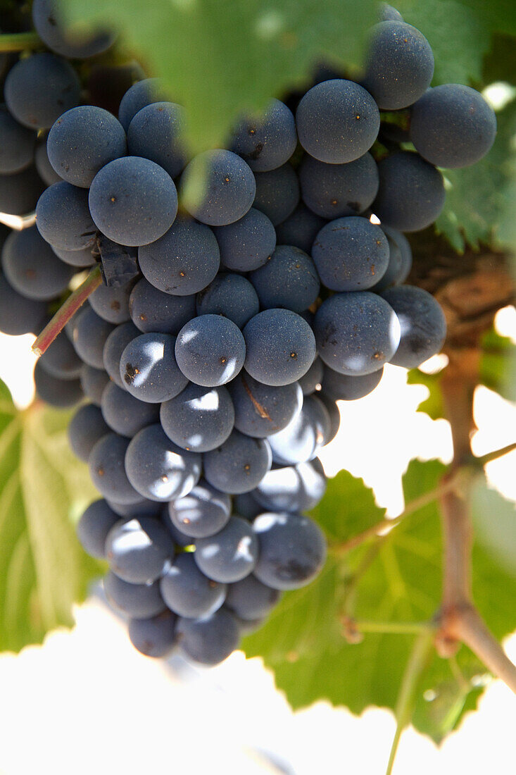 Malbec grapes on the vine in the vineyard of Bodega El Esteco winery, Cafayate, Salta, Argentina