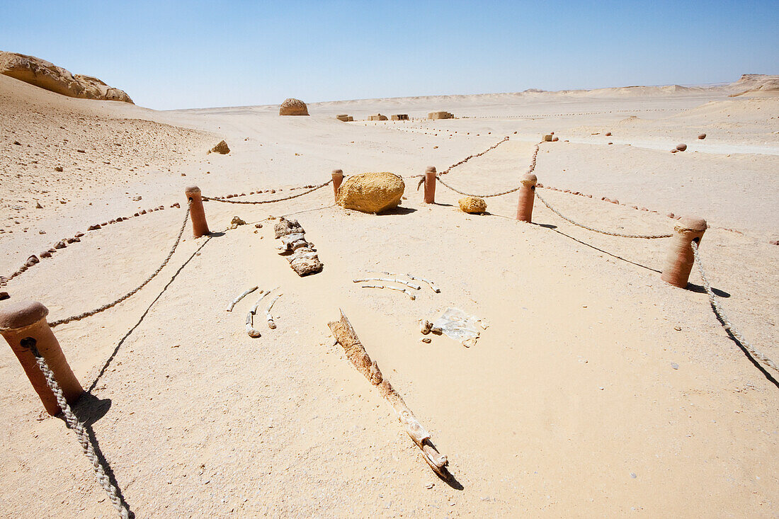 Vertebrae, ribs and lower jaw of a Basilosaurus isis whale, Wadi El Rayan, El Fayoum, Egypt