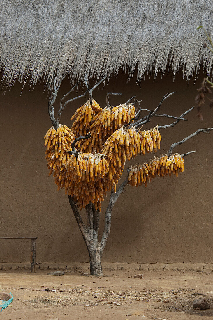 Corn husks hanging to dry along the road between Ranohira & Ambalavao, Fianarantsoa Province, Madagascar