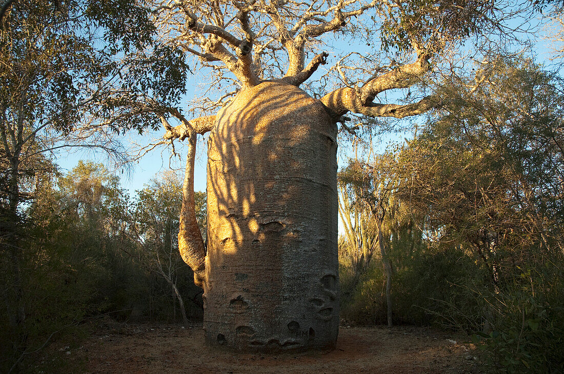The 13 metre-wide baobab (Adansonia fony), nicknamed the coffee pot at Reniala Reserve, Mangily, Toliara Province, Madagascar