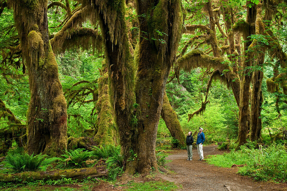 Washington, Olympic National Park, Hoh Rainforest, Hall of Mosses Trail, People along trail admire the giant moss-covered Bigleaf Maple Trees.