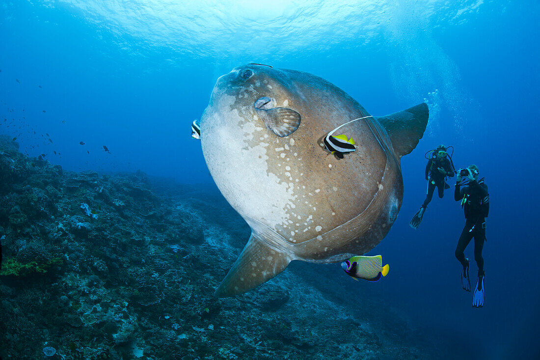 Pacific Ocean, Indonesia, Bali, Nusa Penida, Crystal Bay, Divers photograph an Ocean Sunfish (Mola mola) being cleaned by an Angelfish and Longfin Bannerfish