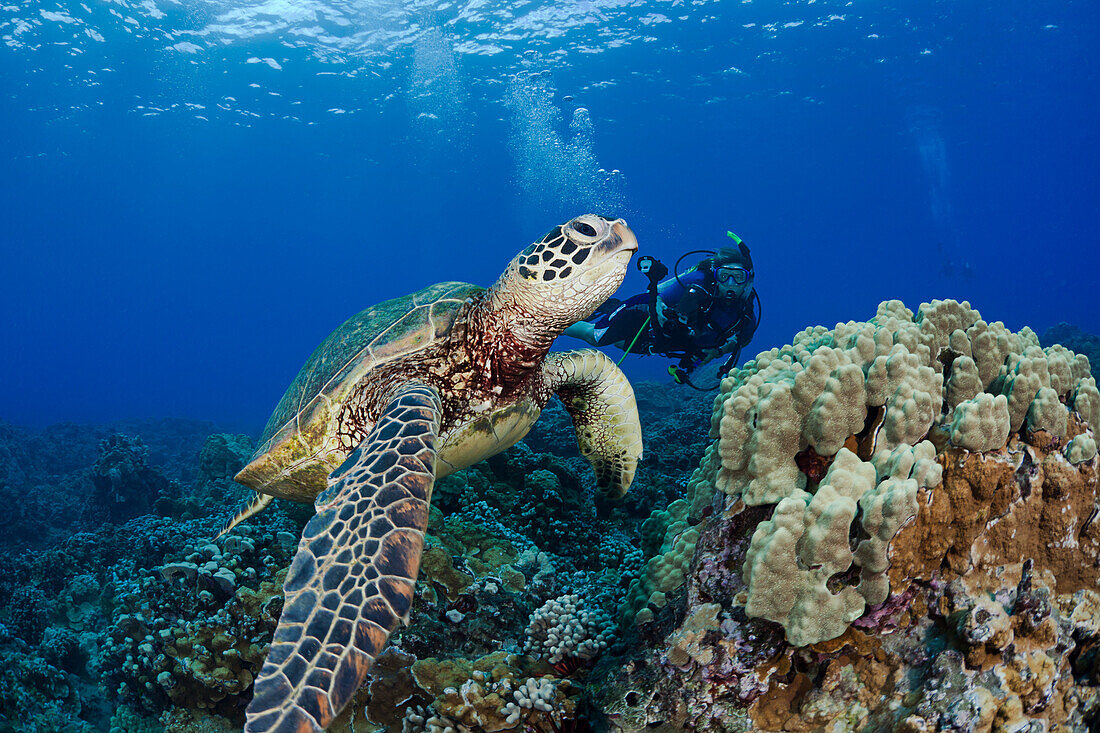 Endangered green sea turtle (Chelonia mydas), a common sight around Hawaii, being photographed by a diver.