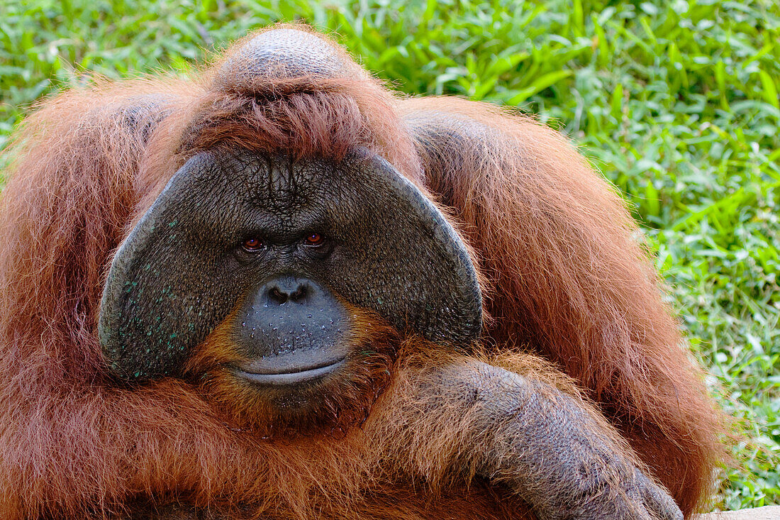 Indonesia, Closeup portrait of an orangutan, Pongo pygmaeus.