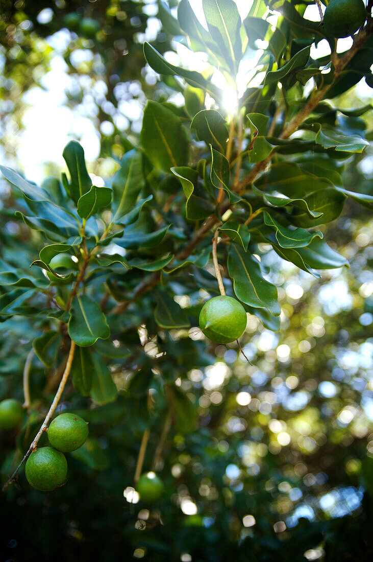 Hawaii, Kauai, closeup of macadamian nuts on a tree.