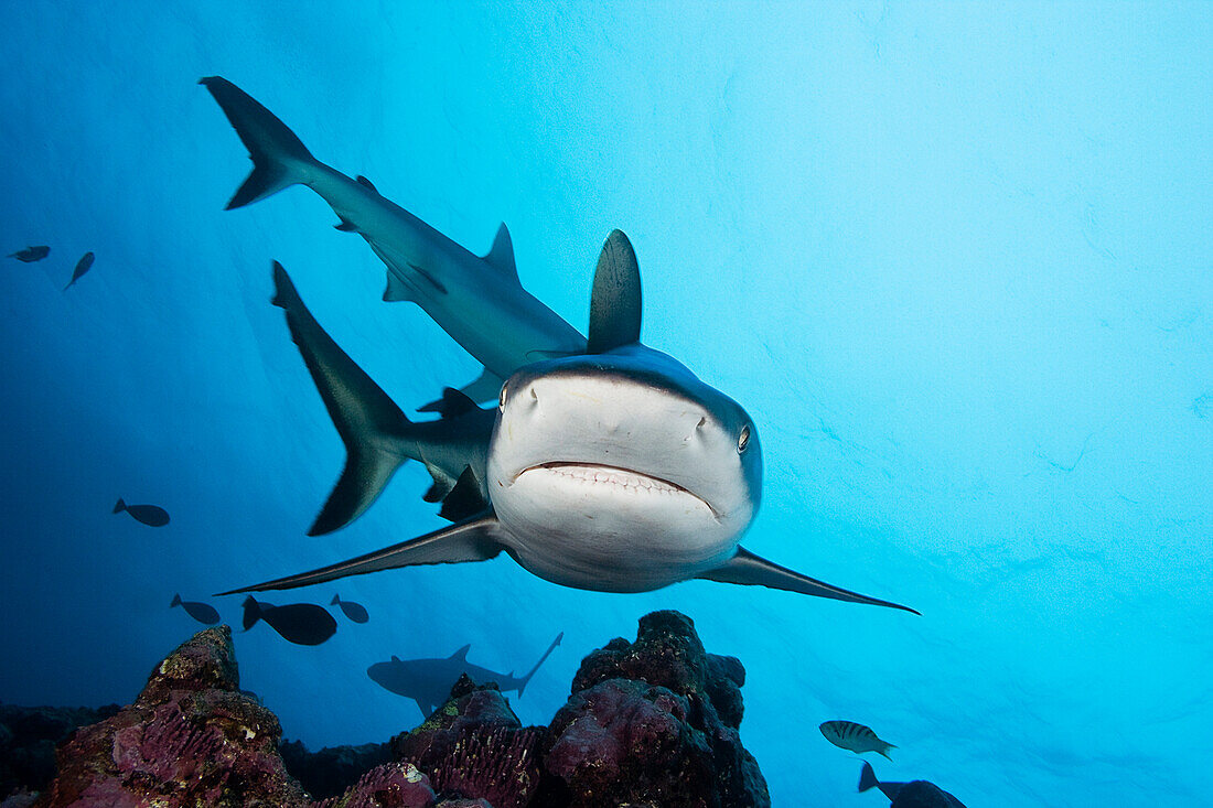 Micronesia, Yap, Gray Reef Shark (Carcharhinus amblyrhynchos.