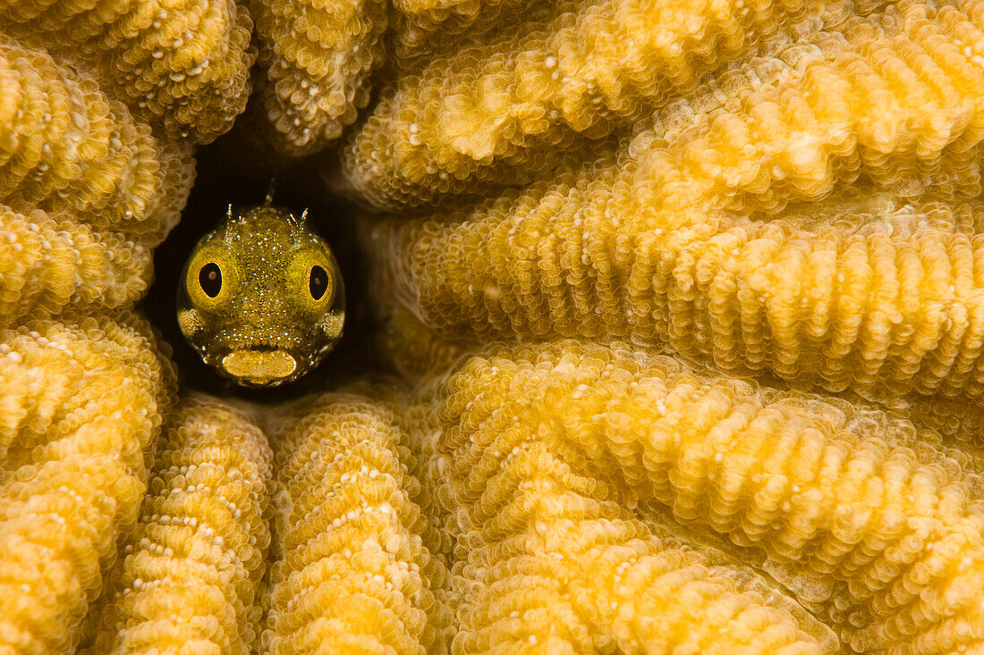 Caribbean, Bonaire, Blenny fish looking out from reef.