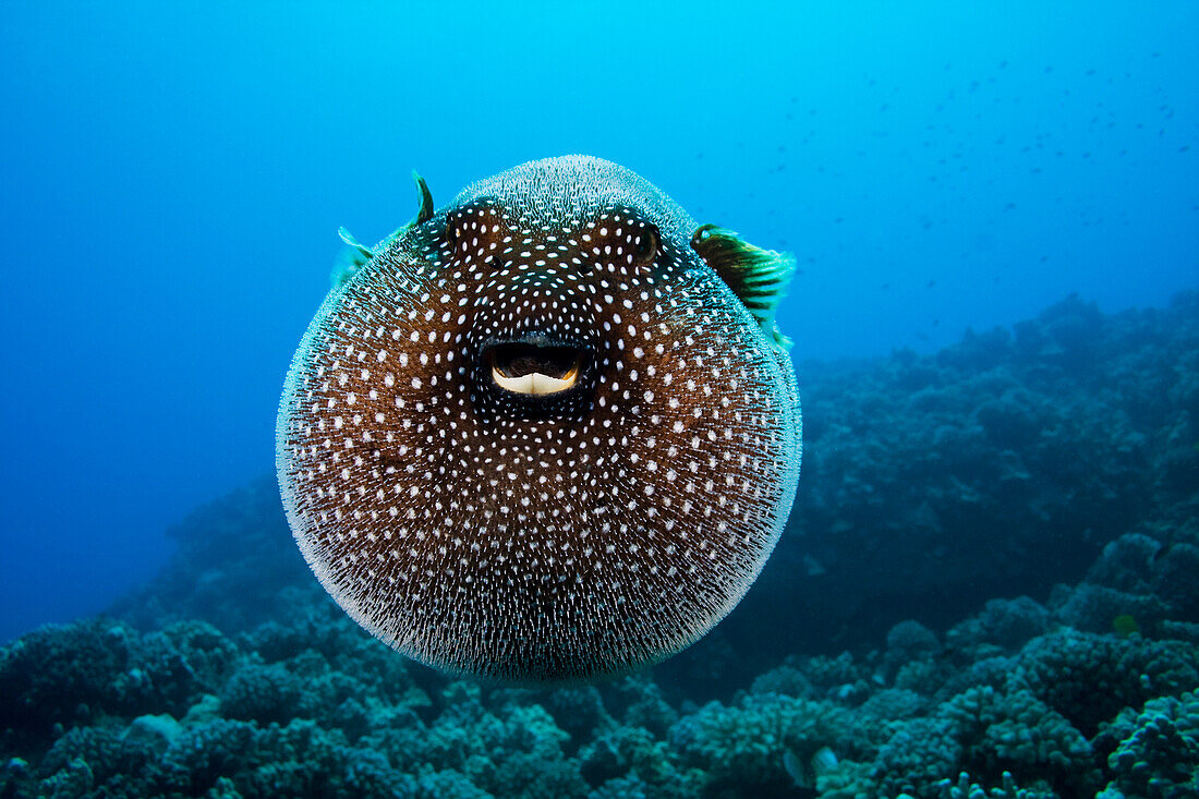 Hawaii, Spotted Pufferfish expanded floating in blue ocean (Arothron meleagris).