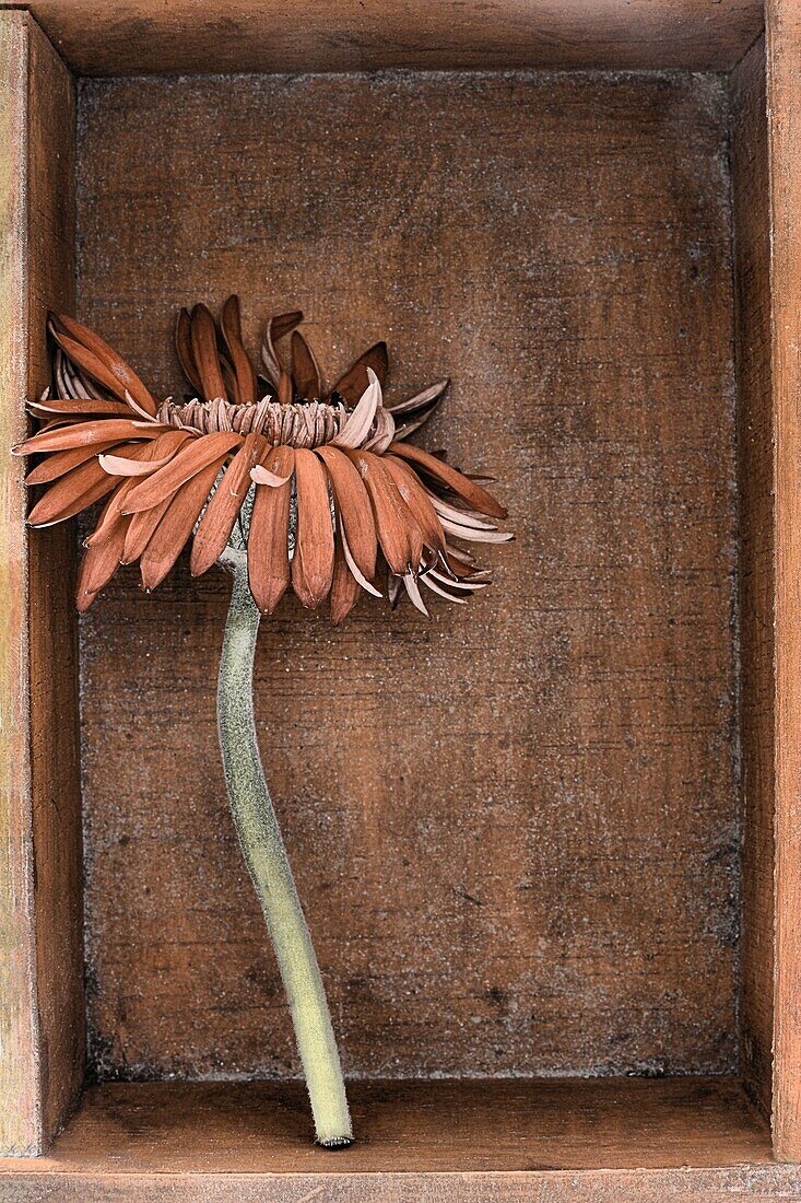 A dead cut flower in a wooden box