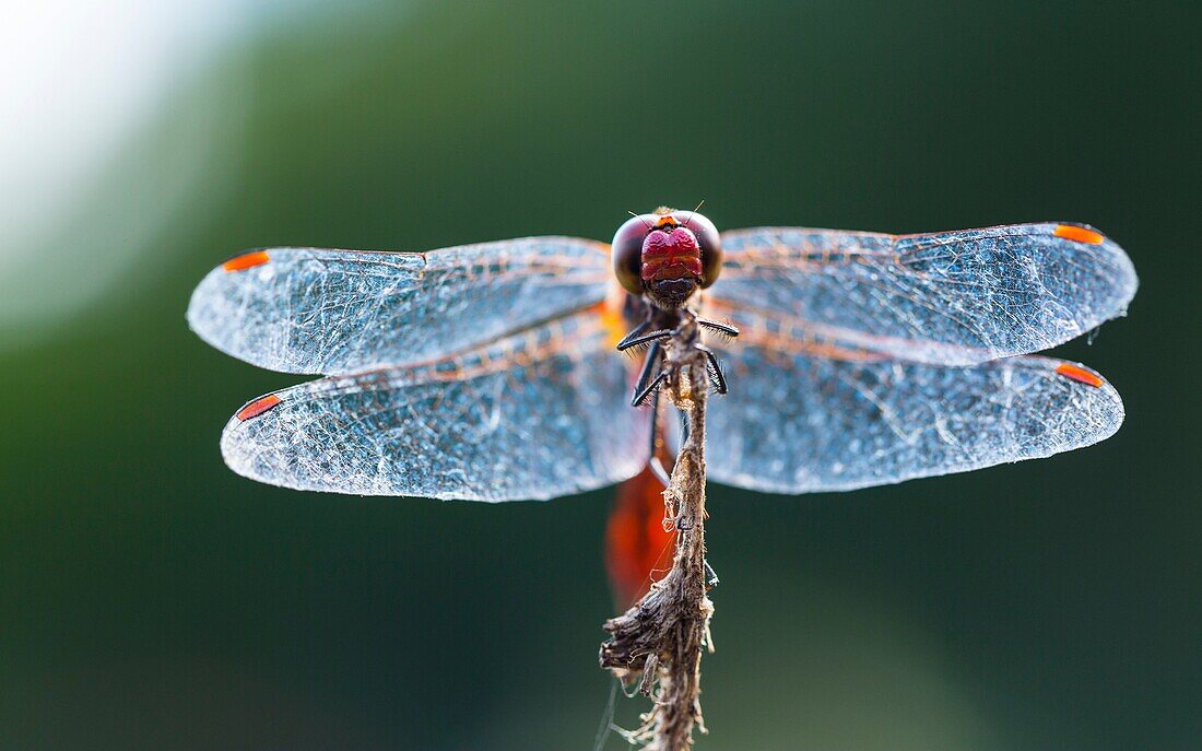 DRAGONFLY Sympetrum sanguineum