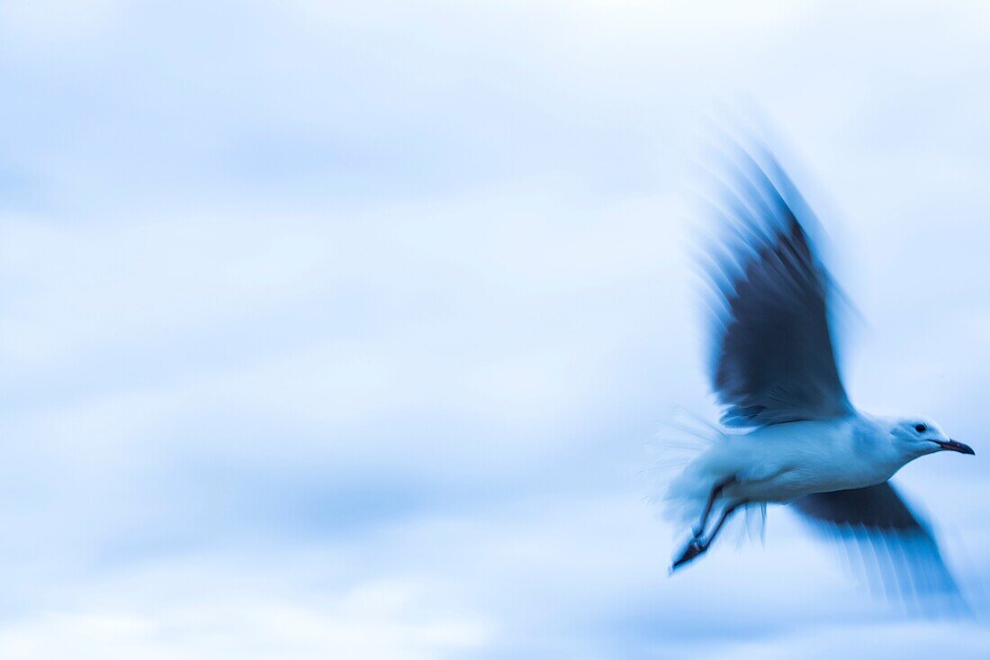 Seagull, Velddrif Village, Berg River, West Coast Peninsula, Western Cape province, South Africa, Africa