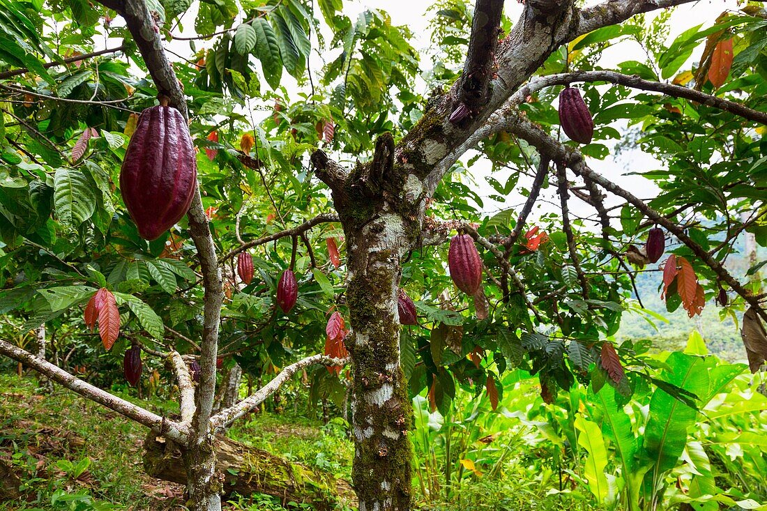 Cacao tree, Oreba organic cacao, Oeste Arriba River, Ngabe Ethnic Group, Bocas del Toro Province, Panama, Central America, America