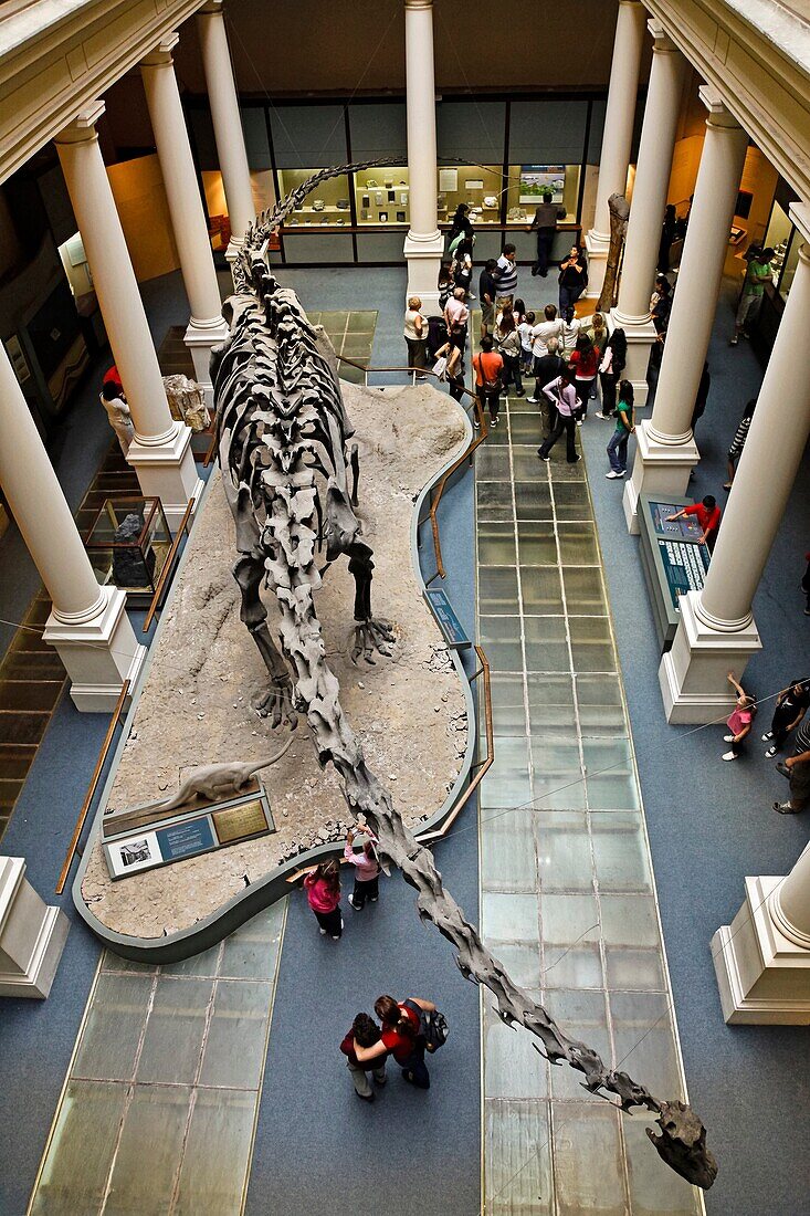 Reconstructed dinosaurs at the Museo de Ciencias Naturales or Natural History Museum, La Plata, Argentina