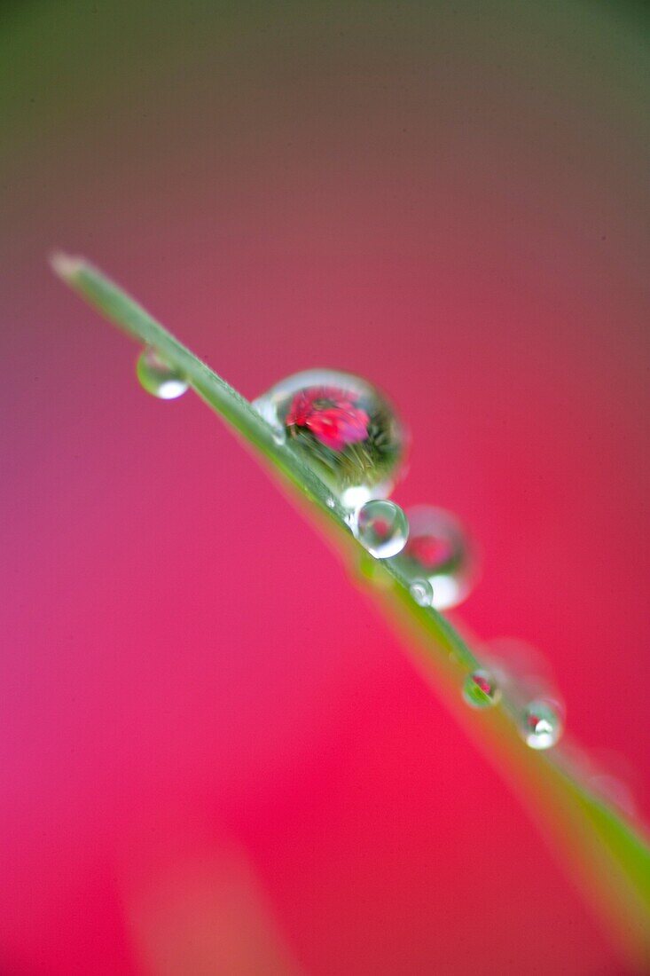 single blade of grass with dew drops reflecting a flower. single blade of grass with dew drops reflecting a flower