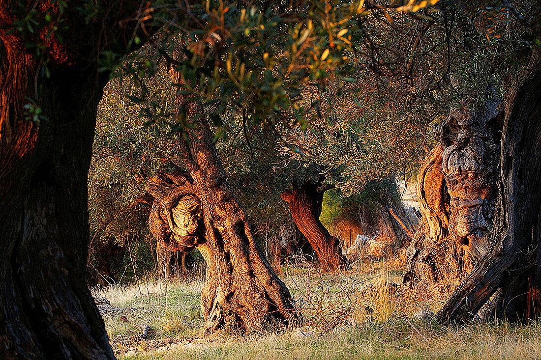 Olive, Deia, Mallorca Balearische Inseln Spanien