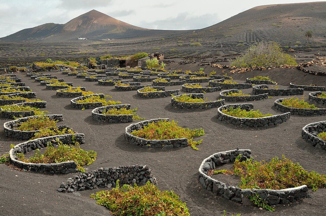 Vineyard in La Geria Lanzarote