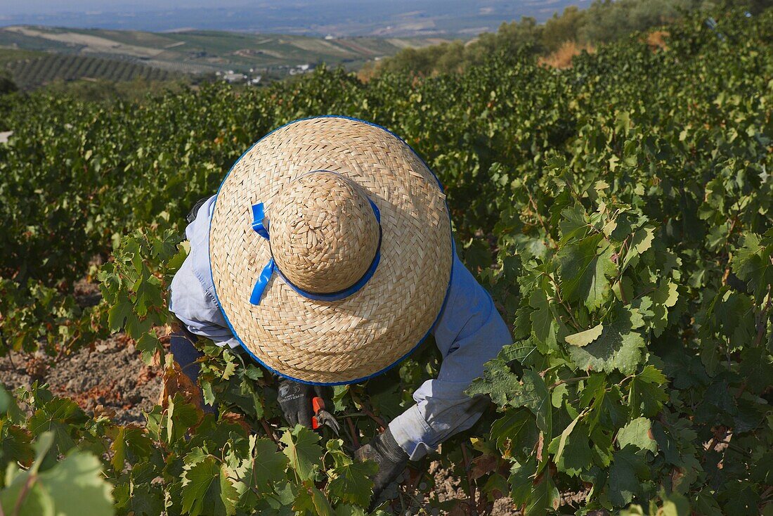 Montilla, Harvesting Pedro Ximenez wine grapes, Vintage in a vineyard in Montilla, Montilla-Moriles area, Cordoba province, Andalusia, Spain