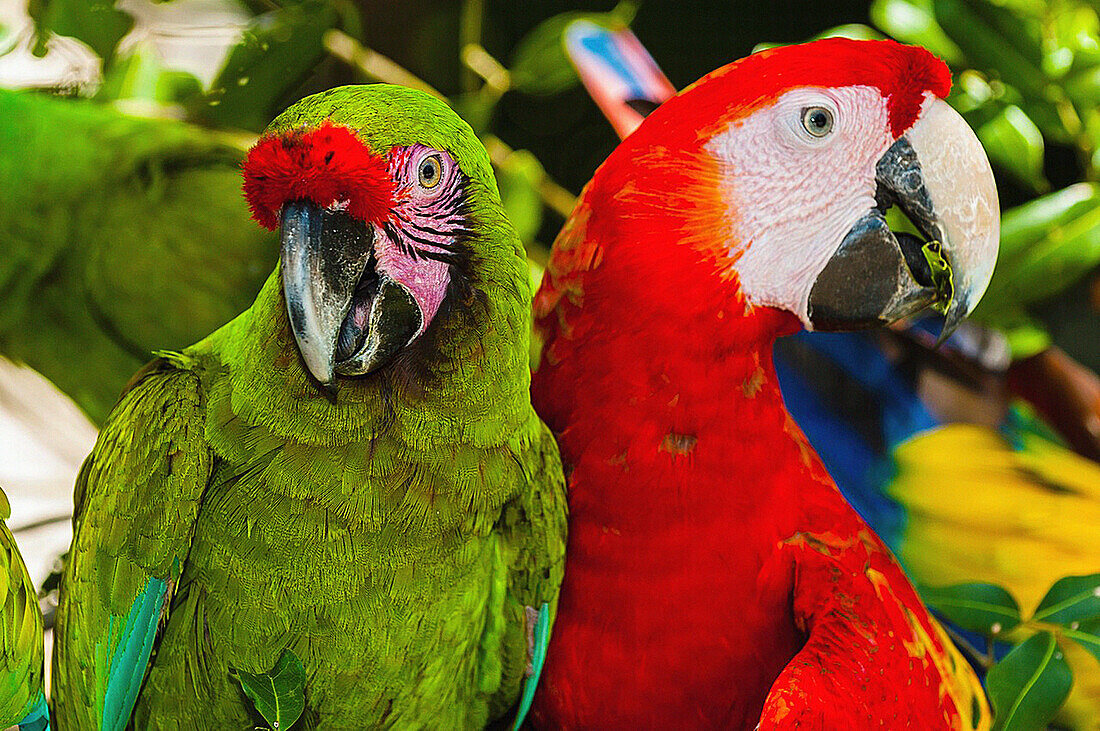 Lilac crowned parrot green Loro occidental and Scarlet Macaw red, Xcaret Park Eco-archaeological Theme park, Riviera Maya, Quintana Roo, Mexico