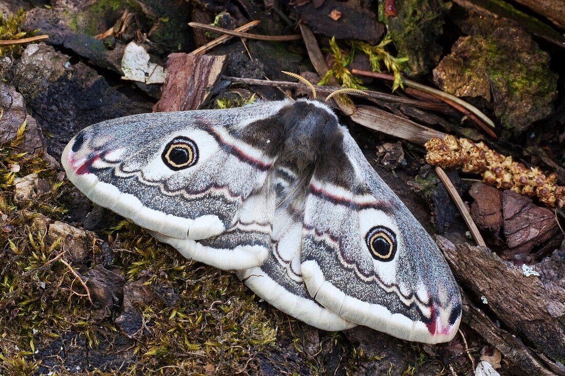 Small Emperor Moth Saturnia pavonia female on mossy tree stump - Bavaria/Germany