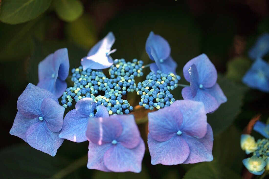 hydrangea flowers blue sky in flat