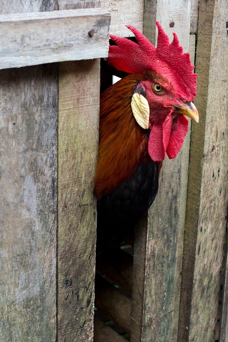 Fighting cock. Image taken at Annah Rais longhouse, Sarawak, Malaysia.