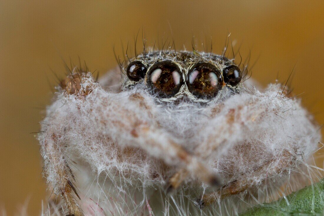 Dead jumping spider. Image taken at Kampung Skudup, Sarawak, Malaysia.