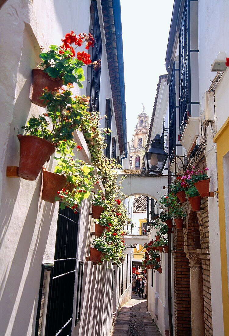 Calle de las Flores. Cordoba, Andalusien, Spanien.