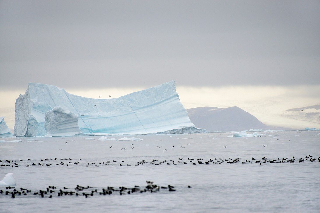 Greenland, Melville Bay, Cape York, Little auks and drifting icebergs